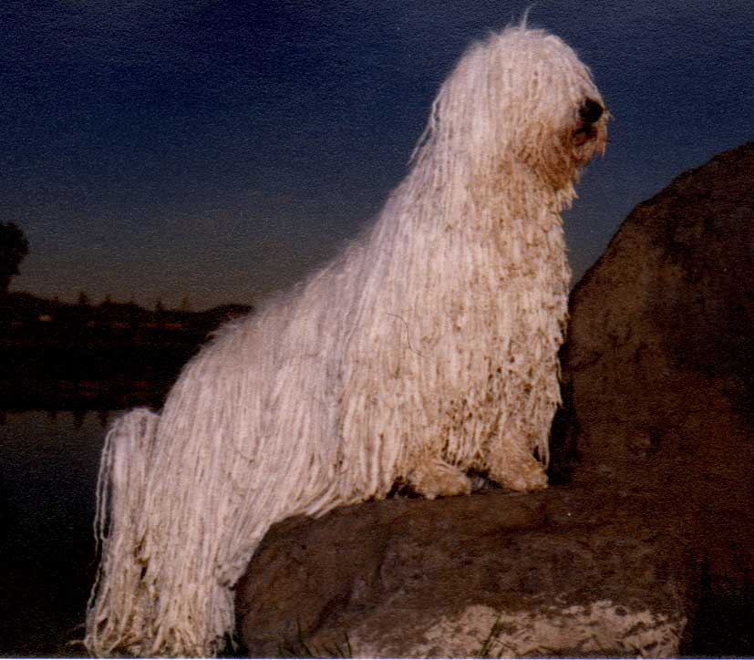 Ch. Karcagpuszati Cirko (“Cirko”)