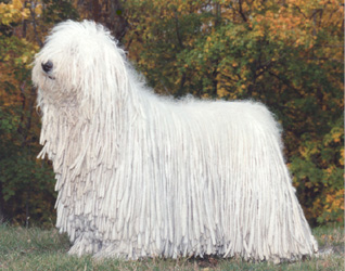Ch. Snokote's Aliyah (“Leo”)