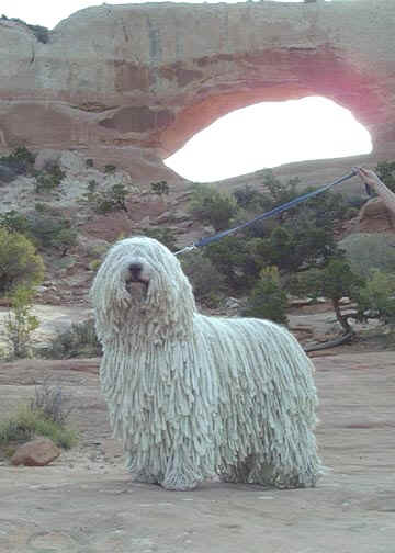 Ch. Indian Run AZ Aranyos Chimera (“Chimera”)