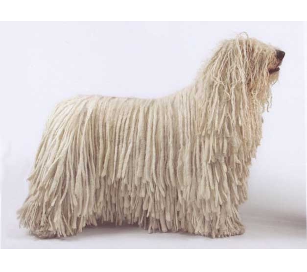 GCh. Meadow View Officer N A Gentleman (“Major”)