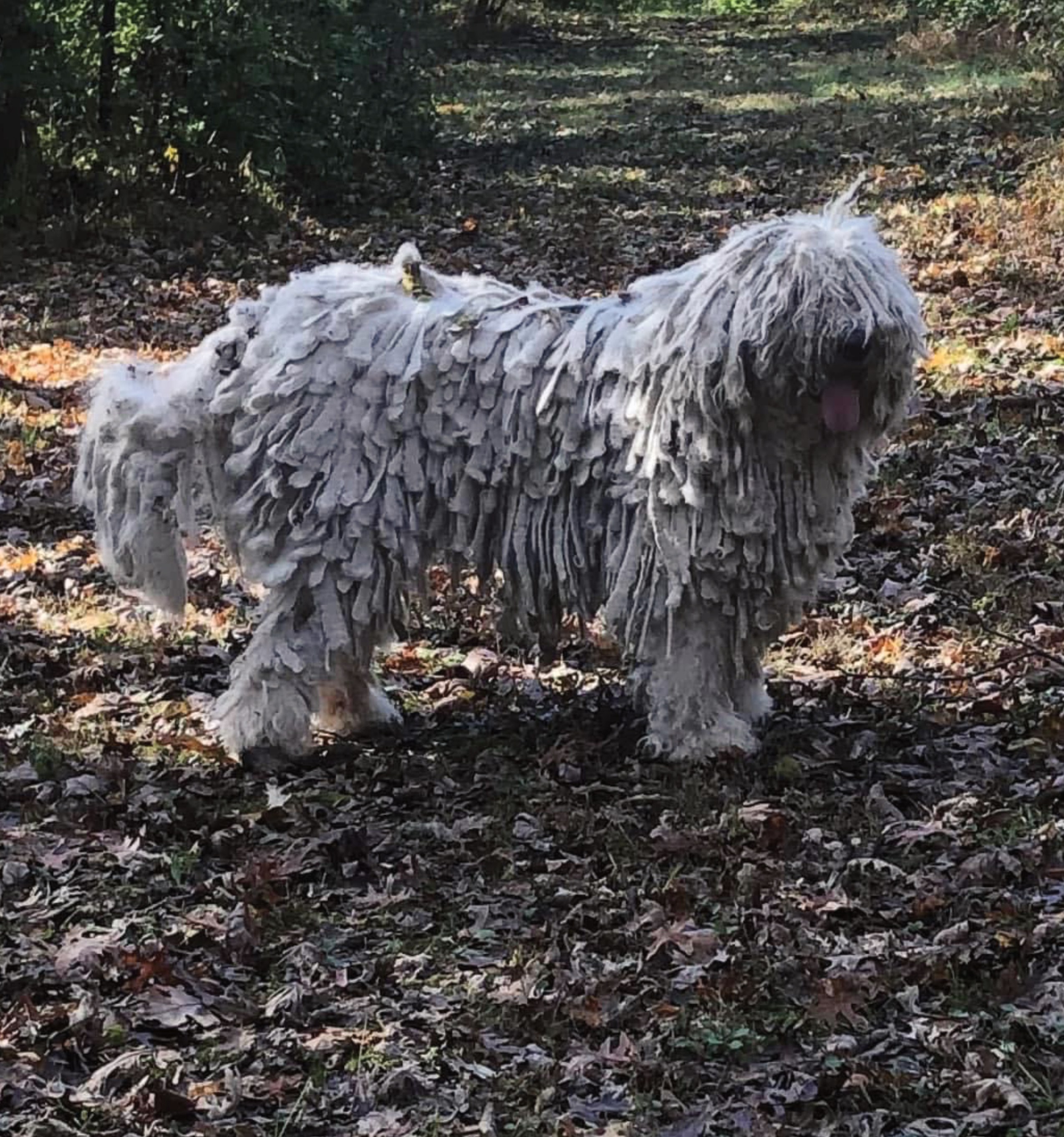 GCH Meadow View Quintessential Zillion to One (“Addie”)