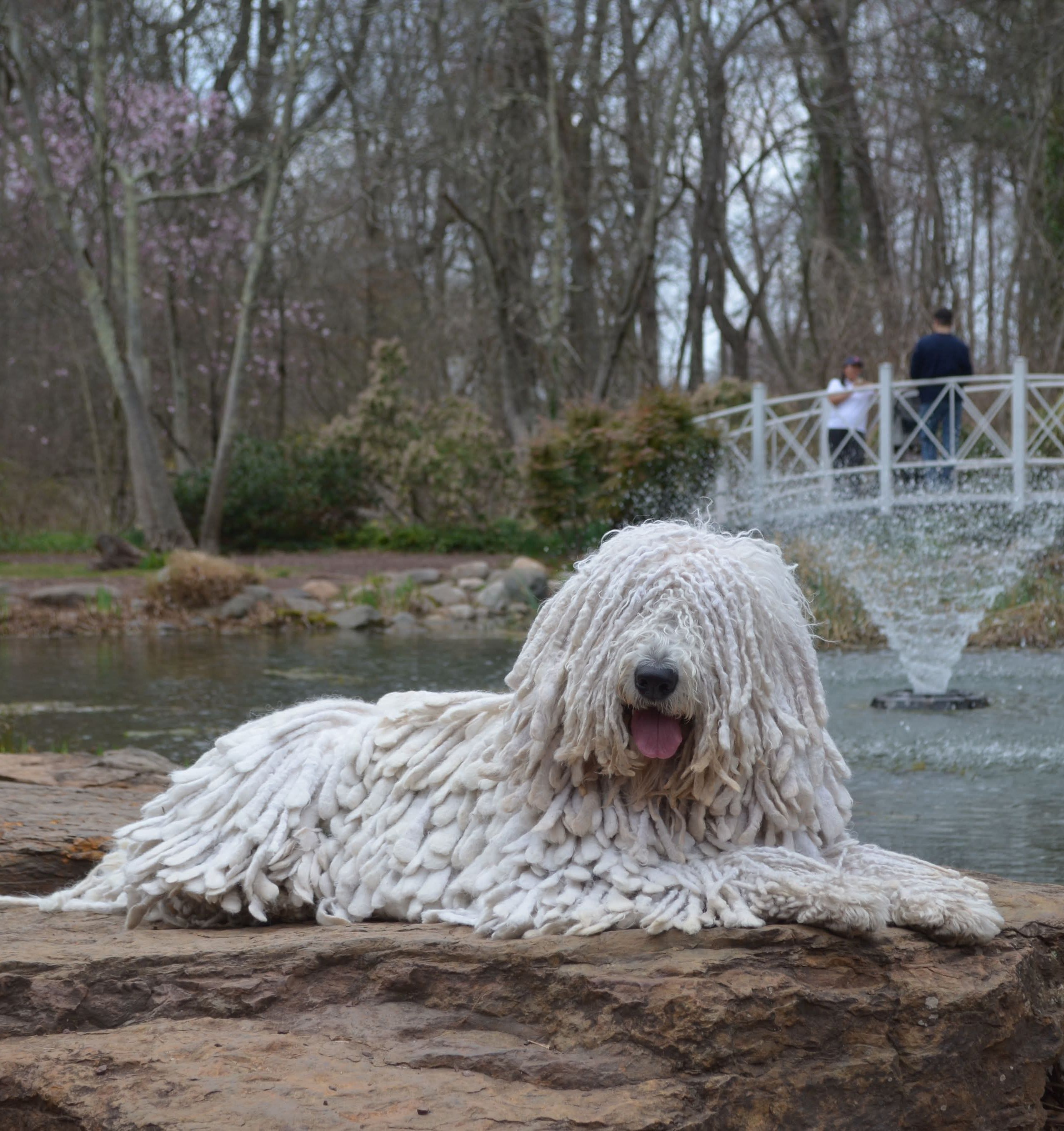 CH Tolemac's Rozsika At Szilvahelyi (“Rozsika”)